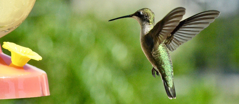 Hummingbirds flutter the best